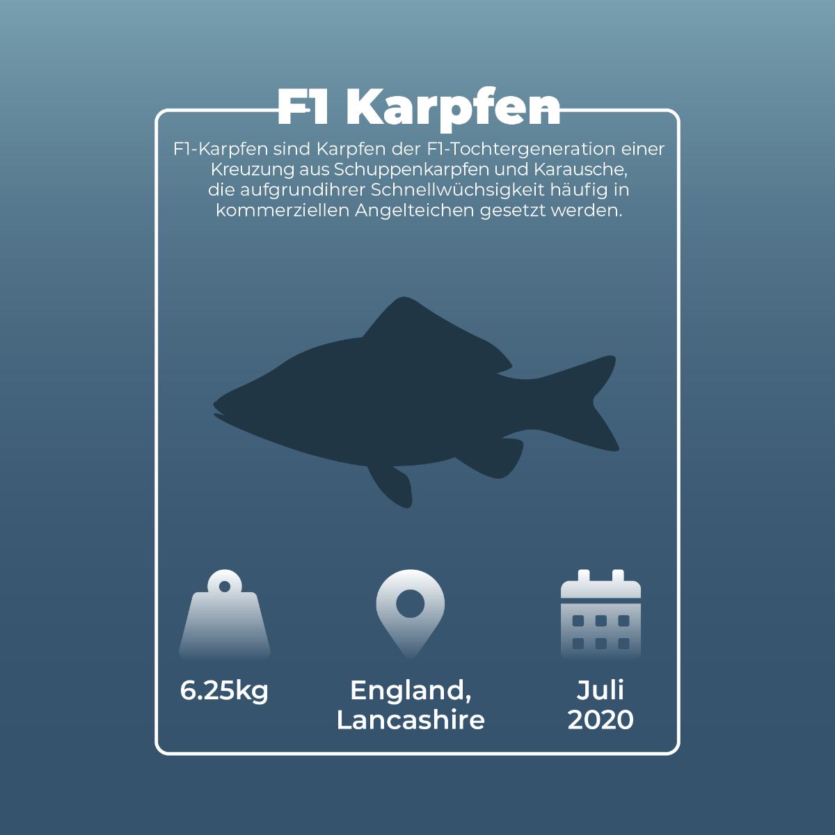 F1 Karpfen