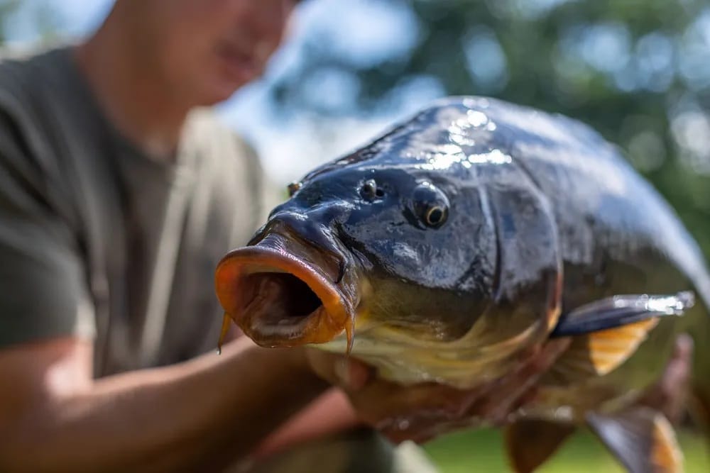 Quels Appâts pour la Carpe ? Guide Ultime des Appâts pour la Pêche à la Carpe - 1ère PARTIE