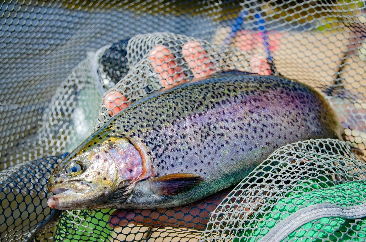 Pêche à la Truite au Toc - Saison d'ouverture de Pêche à la Truite 