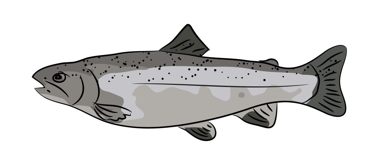 Le Saumon de l'Atlantique 