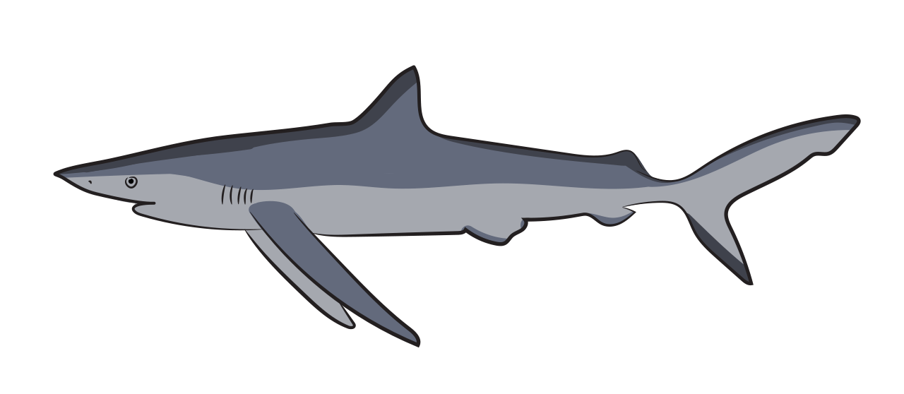 Le Requin Bleu