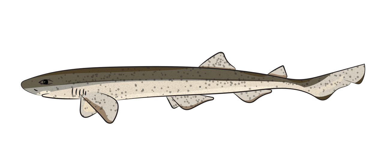 L'Aiguillat