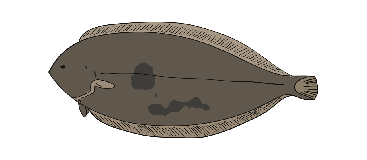 La Sole de Douvres