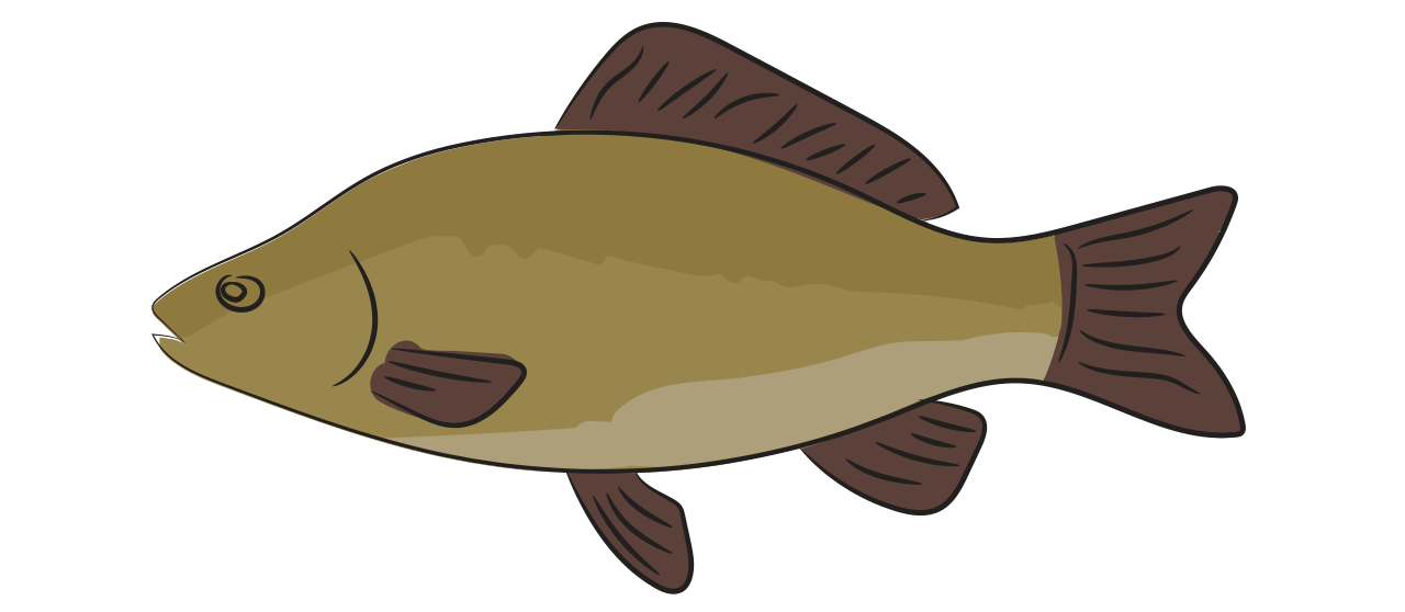 Le F1 Carp