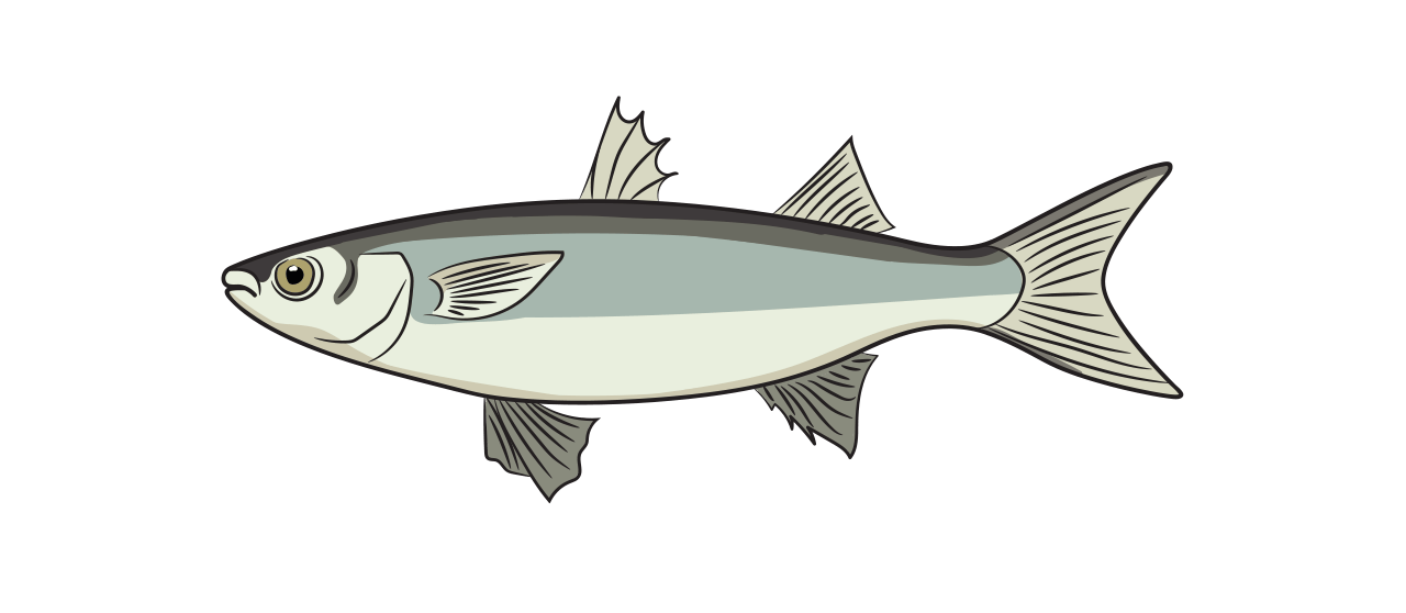 Espèces de Mulet Gris