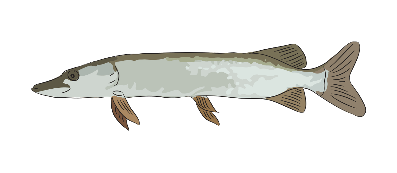 Le brochet