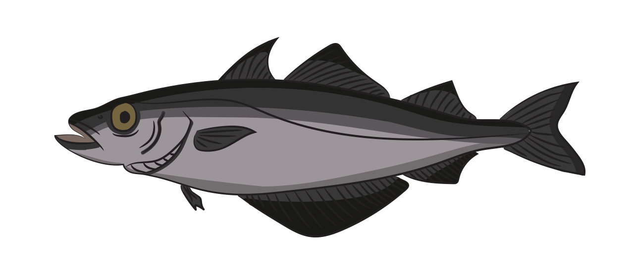Le Colin (Goberge)