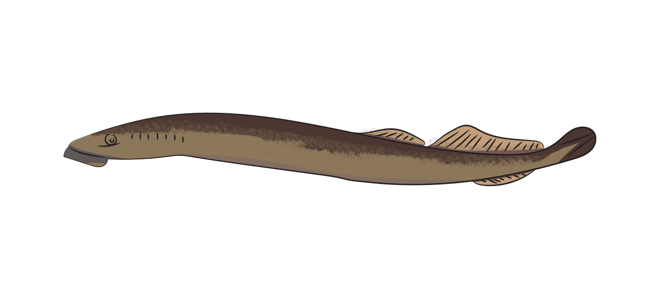 Lamproie marine