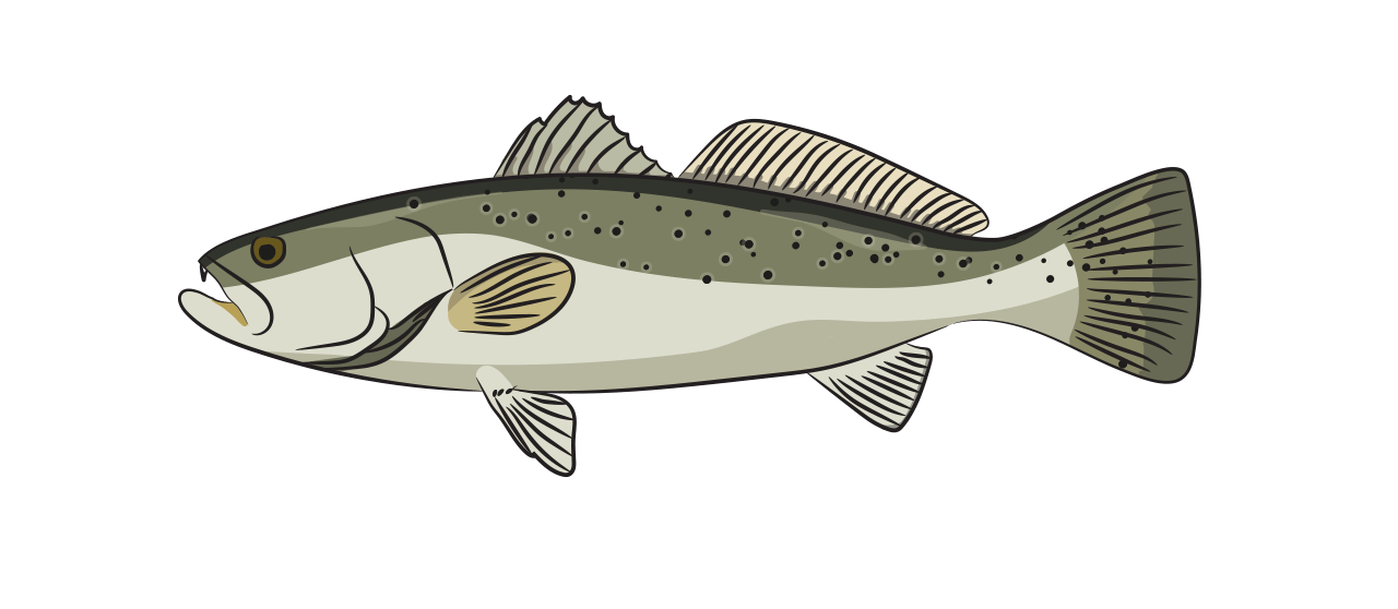 Truite de Mer