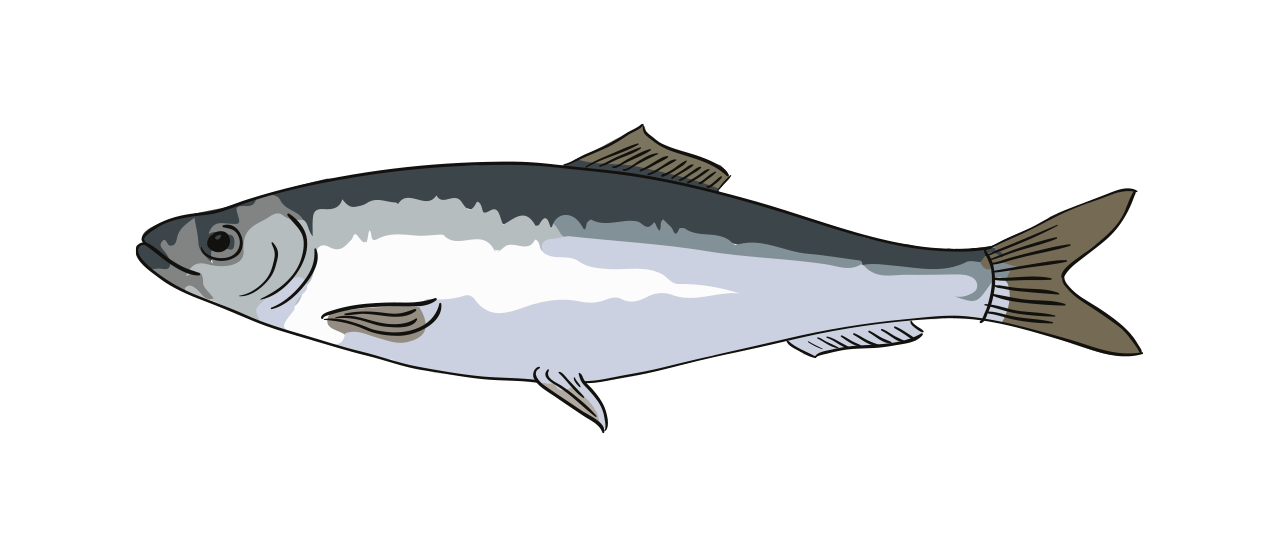 Sprat