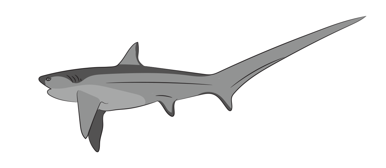 Requin Renard