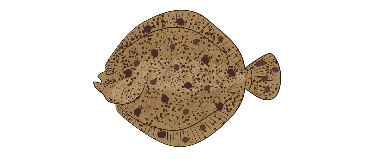 Turbot