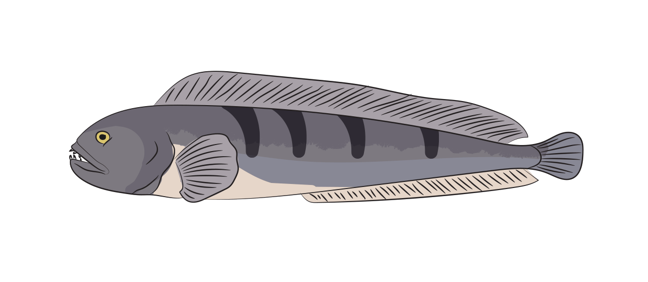 Loup de Mer 