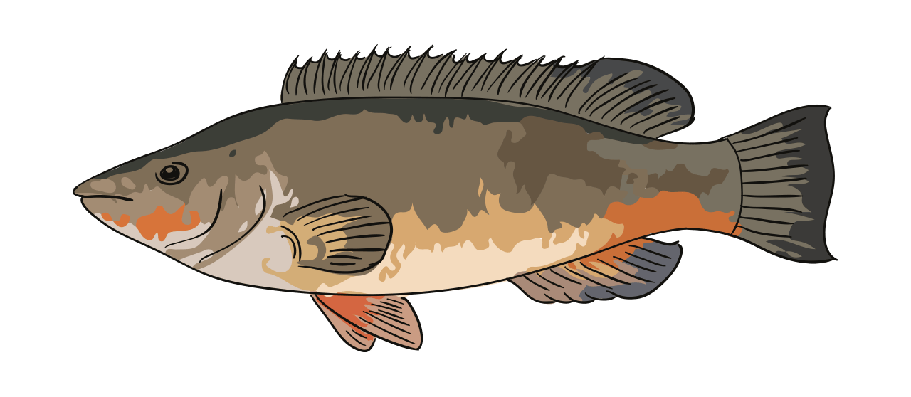 Poisson-loup (Labres)