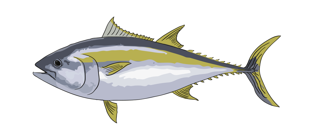 Thon Albacore