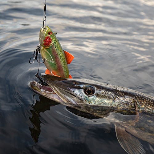 Snoekvissen
