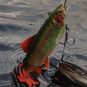 Forel Kunstaas/Vliegen