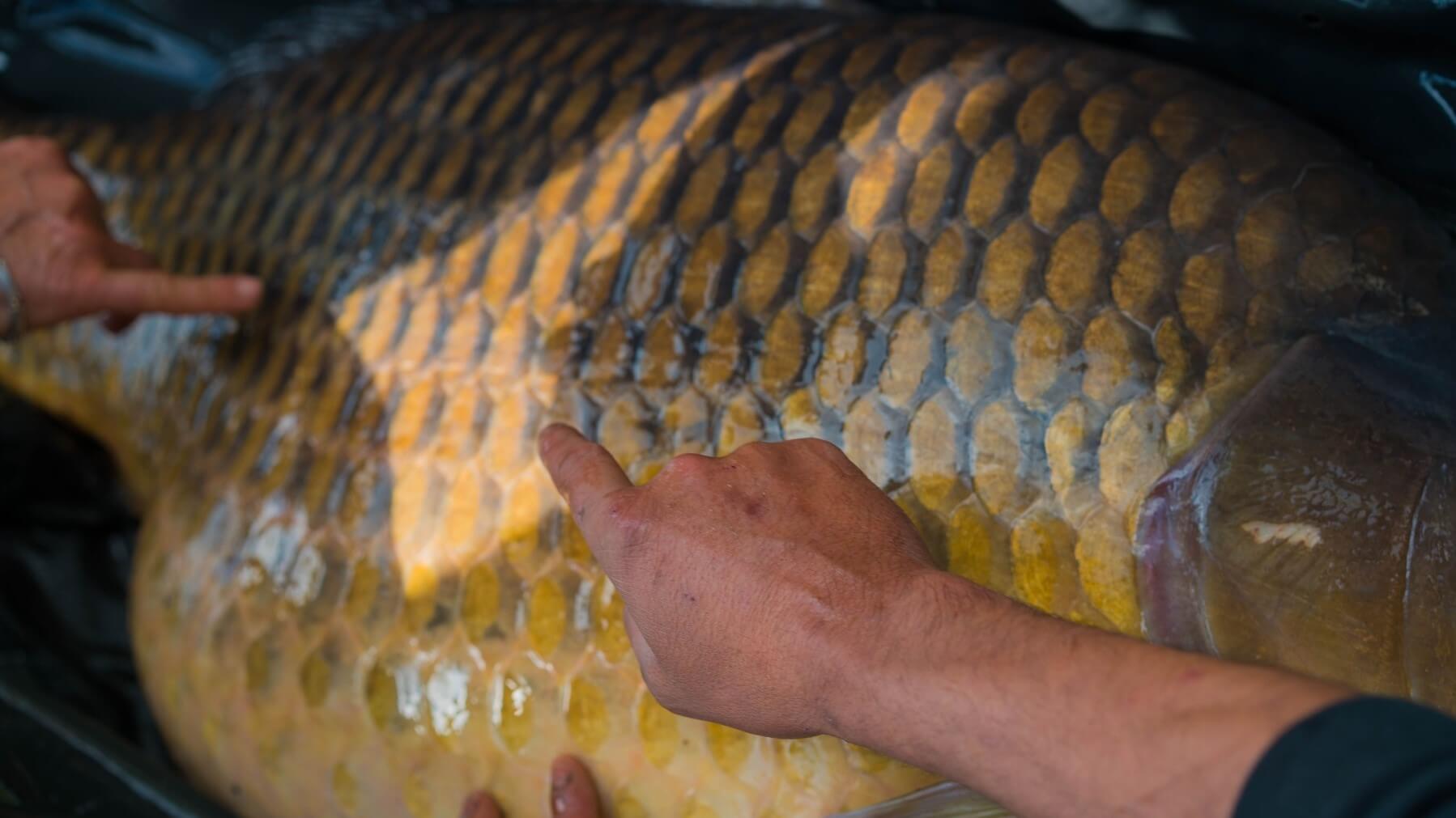 &Eacute;cailles de poisson Carpe