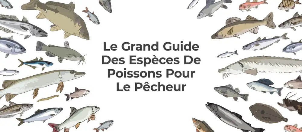 Guide d'espèces de Poissons - Angling Direct FR Logo Guide d'espèces de Poissons - Angling Direct FR