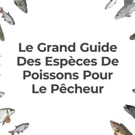 Guide d'espèces de Poissons - Angling Direct FR Logo Guide d'espèces de Poissons - Angling Direct FR
