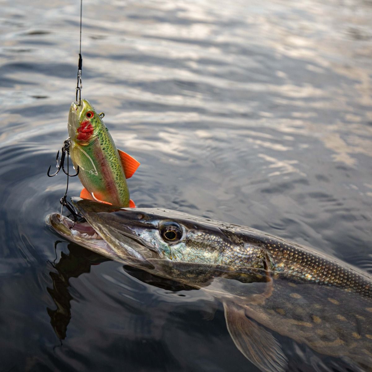 Leurre souple dans la bouche du brochet - P&ecirc;che au Brochet 