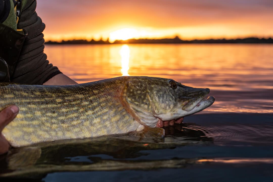 Capture de Poisson Brochet au Coucher du Soleil 
