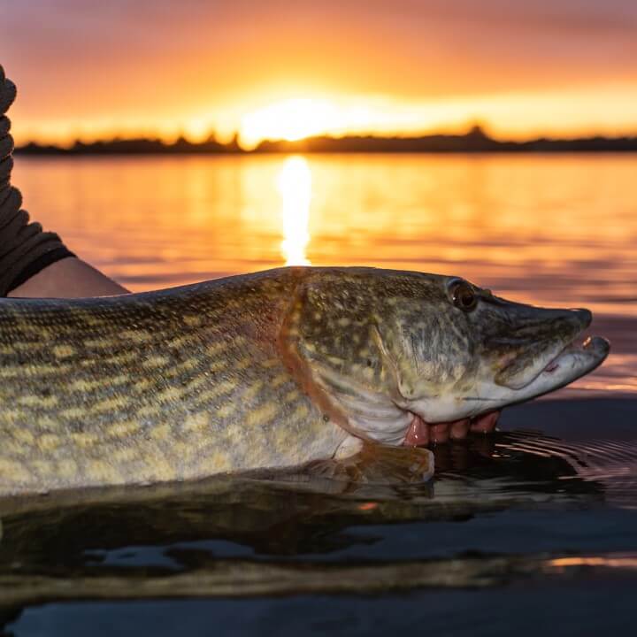 Capture de Poisson Brochet au Coucher du Soleil 