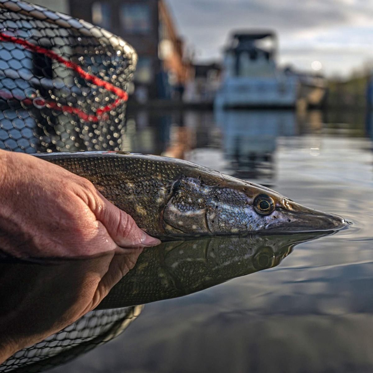 Capture de Brochet - En Ville 