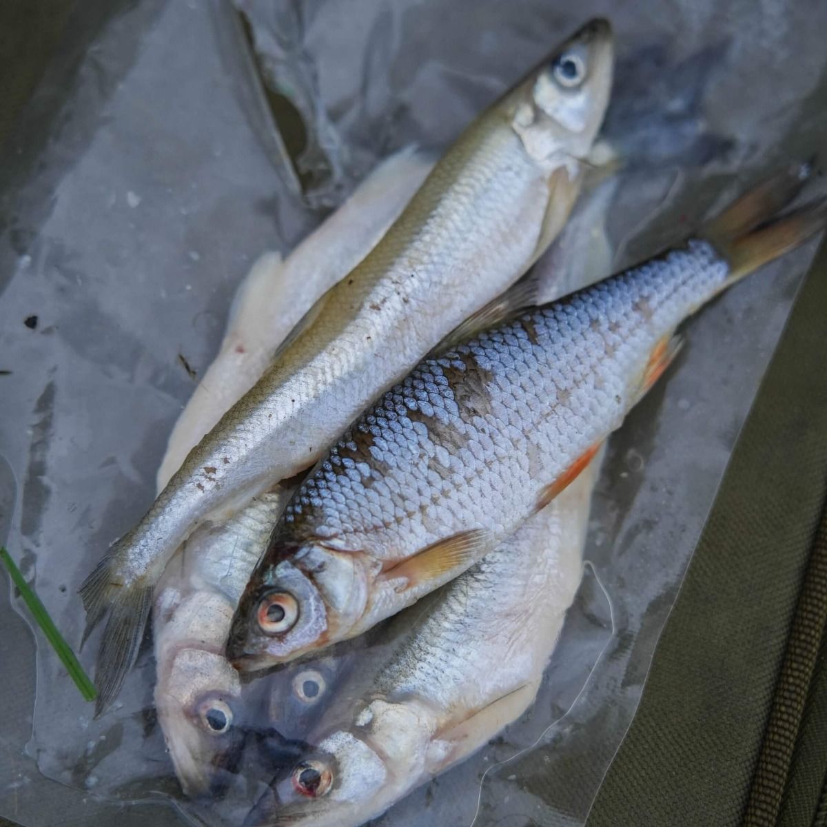 App&acirc;ts Fraie - P&ecirc;che au Brochet