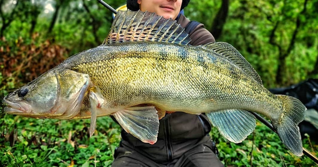 Foto: Zander in the UK