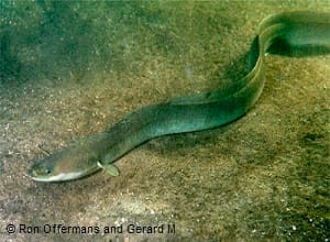 RS-Silver-Eel-Credit-Ron-Offermans-and-GerardM