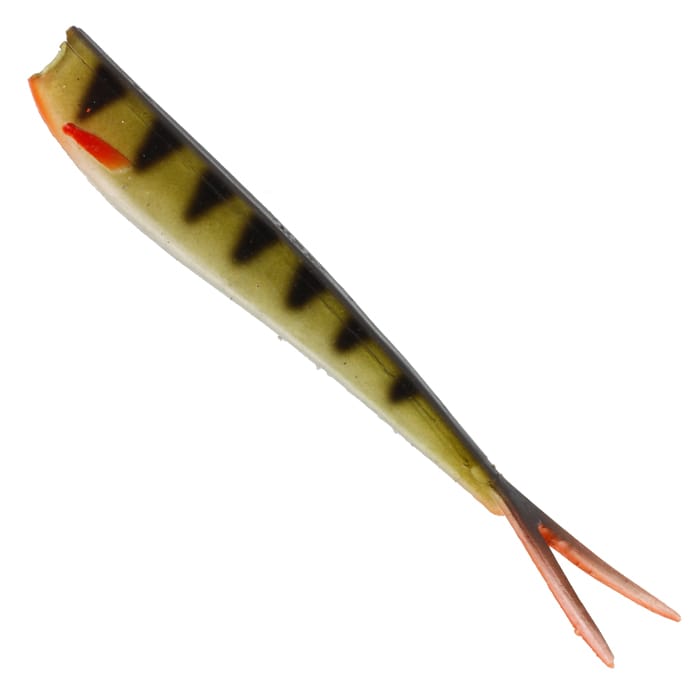 Striped Perch
