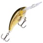 Live Brown Trout