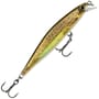 Live Brown Trout