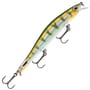 Yellow Perch