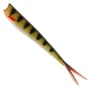 Striped Perch