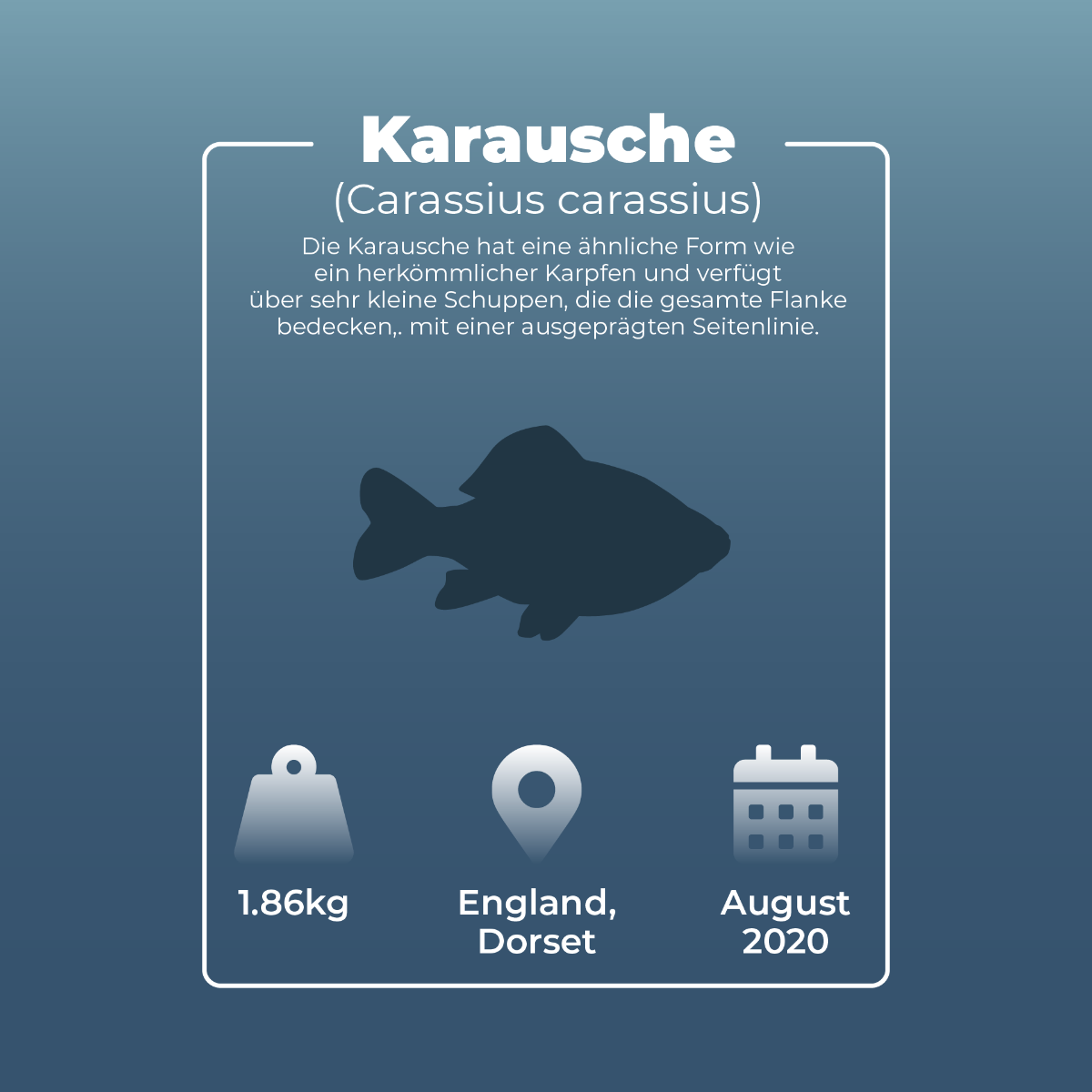 Karausche