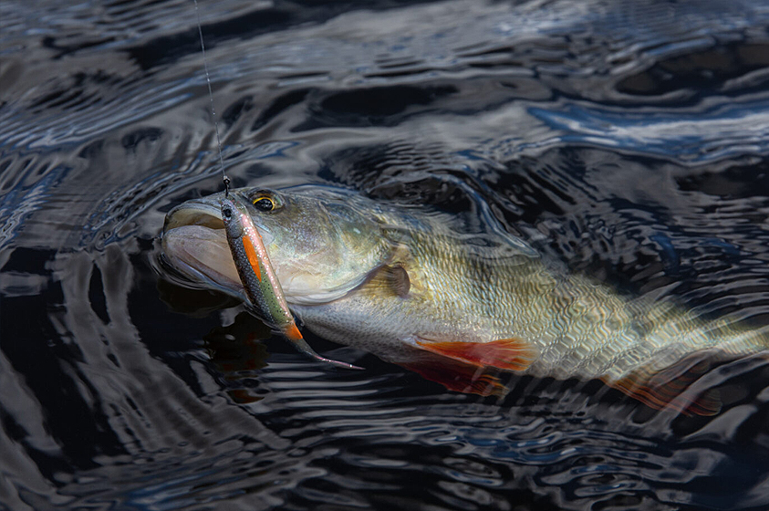 5 Tips für Dropshot-Erfolg!