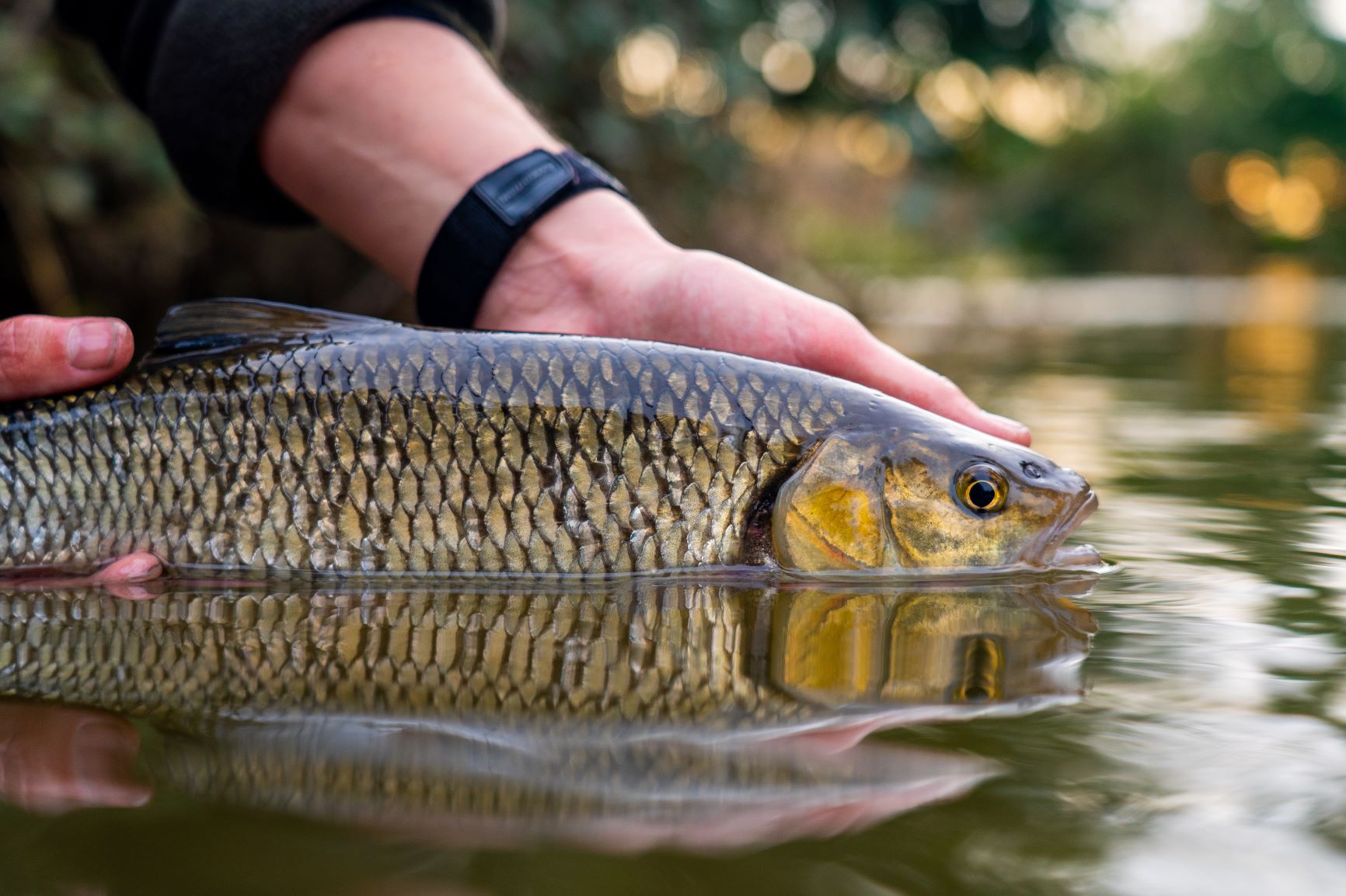 So fängst du Döbel - top 5 Tipps! 