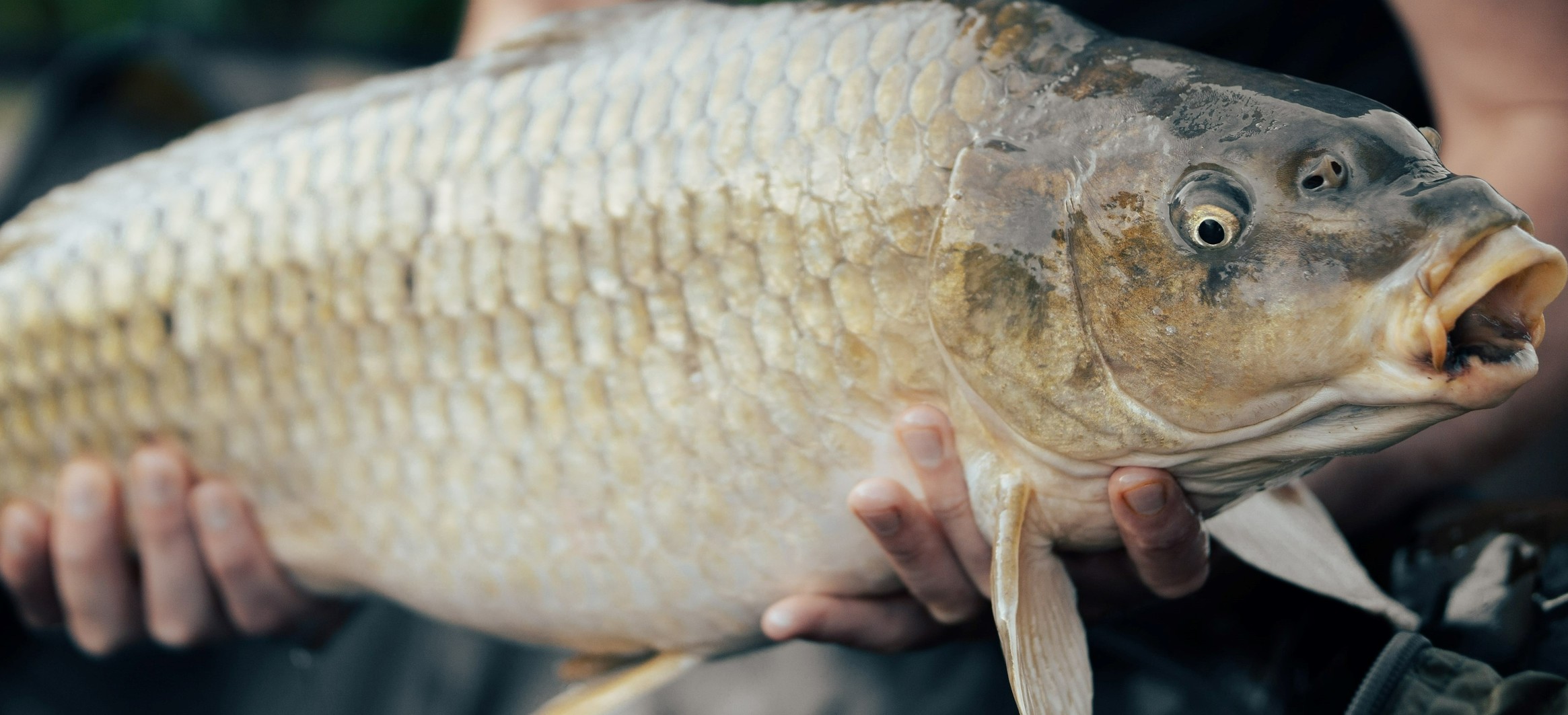 Kulturelles und Kulinarisches rund um Coarse Fish: in welchen Pfannen landen Karpfen?
