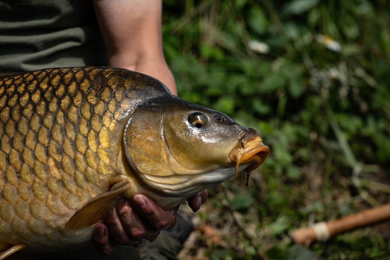 Proline Boilies: bunte Kugeln im Blickfeld des Karpfens
