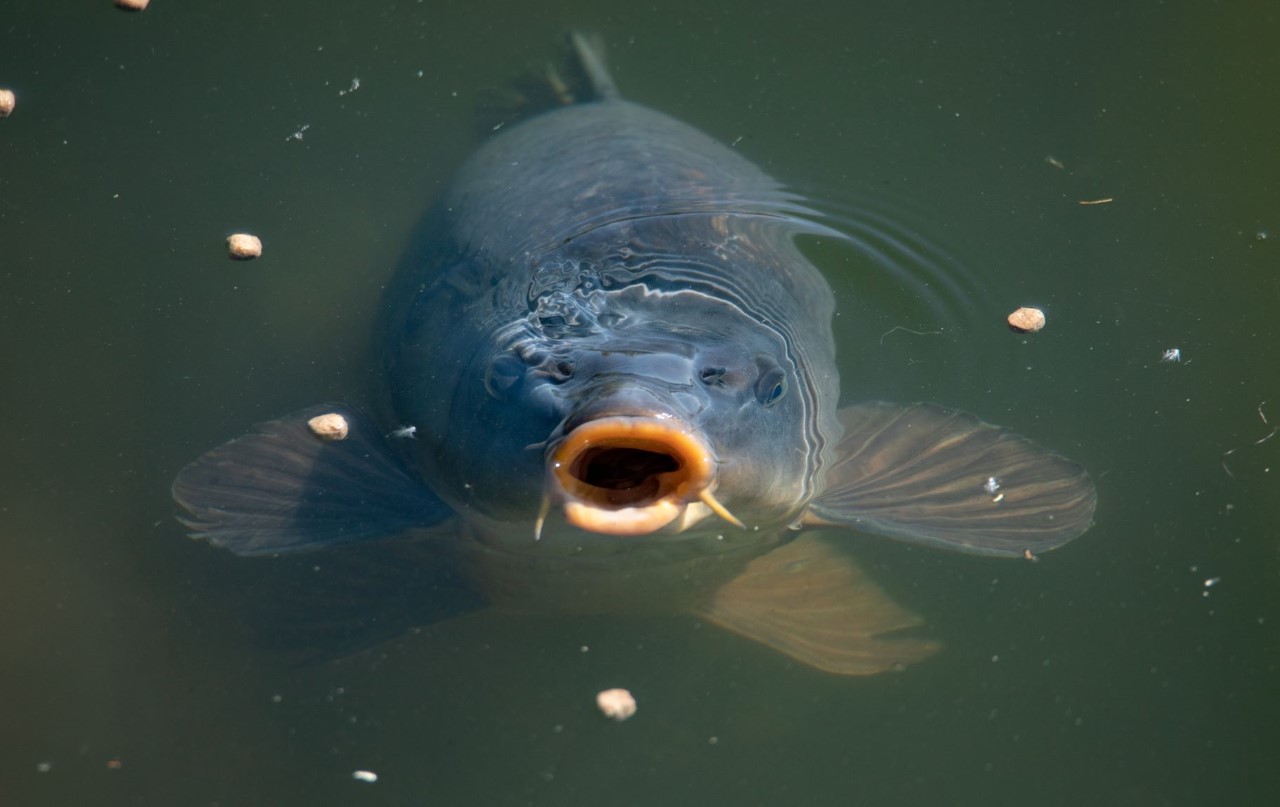 Sommer: Oberflächenangeln!   Ziel: Sommerkarpfen!   Einkaufsführer: Angelgeräte!