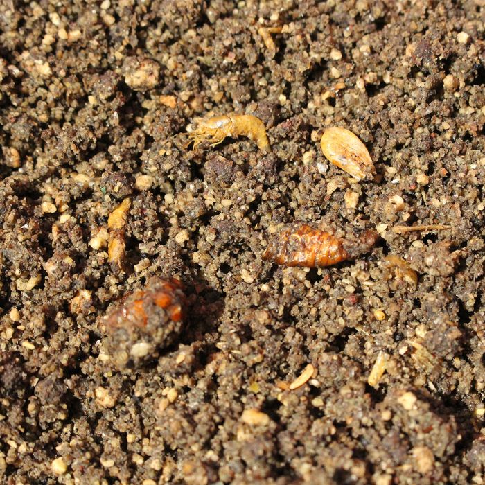 Dynamite Grubby Insect Groundbait