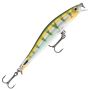 Yellow Perch