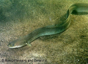 RS-Silver-Eel-Credit-Ron-Offermans-and-GerardM